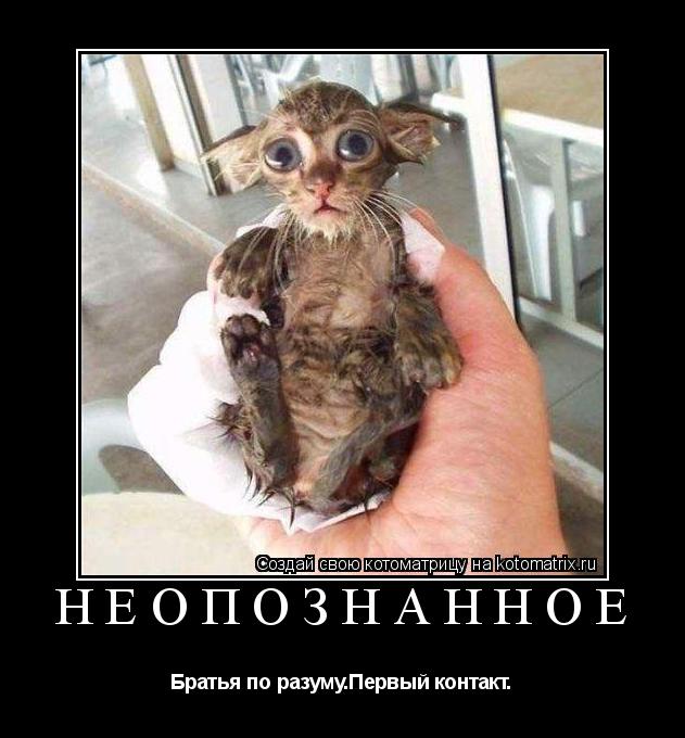 Котоматрица: Неопознанное Братья по разуму.Первый контакт.