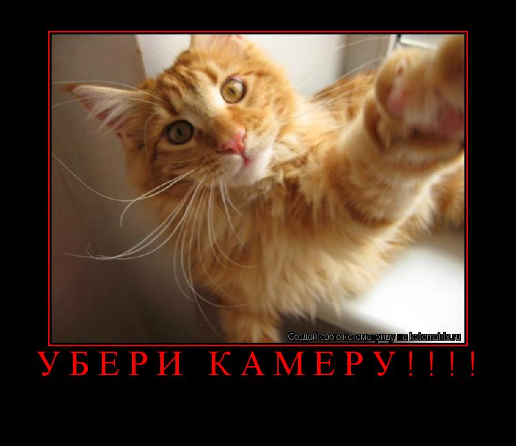 Котоматрица: Убери Камеру!!!! 
