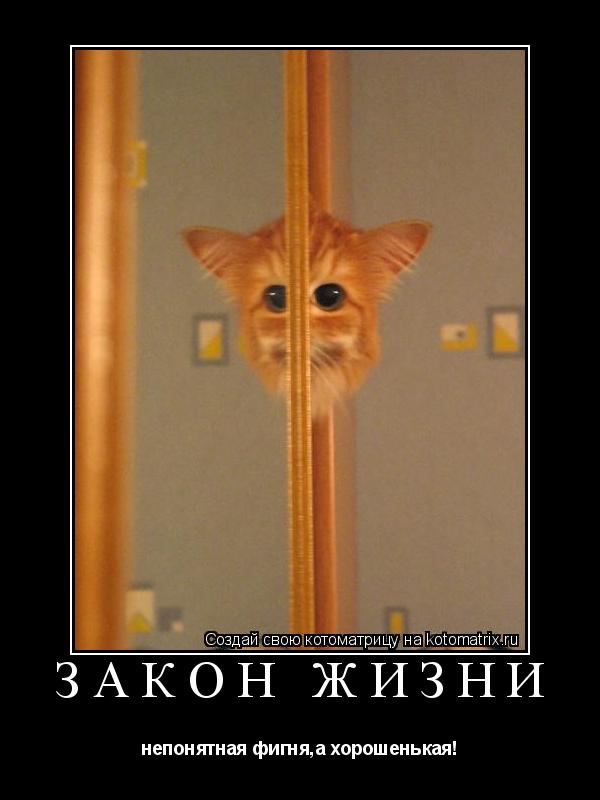 Закон жизни непонятная фигня,а хорошенькая!... Котоматрица: Закон жизни непонятная фигня,а хорошенькая!