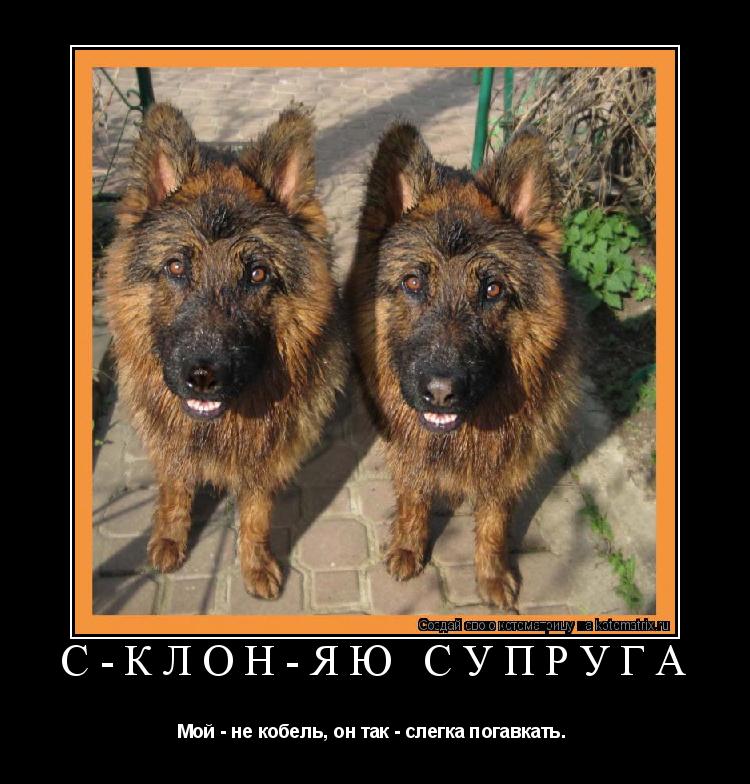 с-КЛОН-яю супруга Мой - не кобель, он так - слегка погавкать… ... Котоматрица: с-КЛОН-яю супруга Мой - не кобель, он так - слегка погавкать…