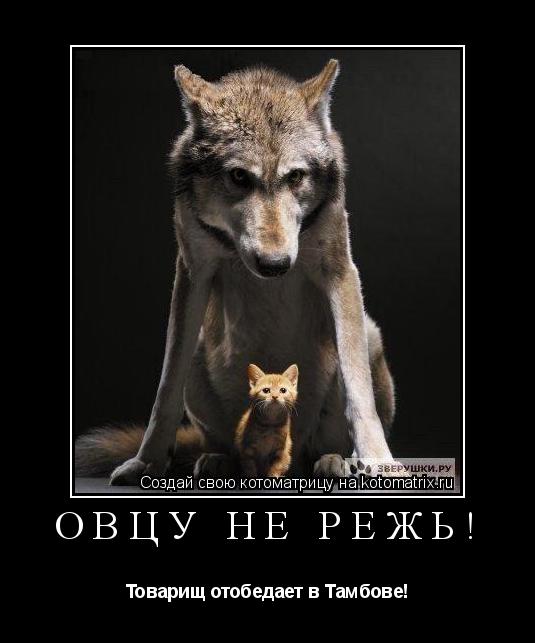 Овцу не режь! Товарищ отобедает в Тамбове!... Котоматрица: Овцу не режь! Товарищ отобедает в Тамбове!