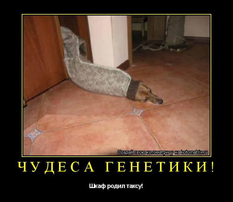 Чудеса генетики! Шкаф родил таксу!... Котоматрица: Чудеса генетики! Шкаф родил таксу!