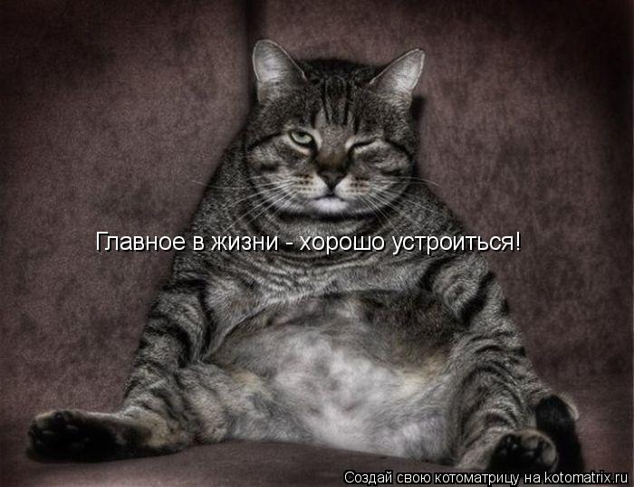 Главное в жизни - хорошо устроиться!... Котоматрица: Главное в жизни - хорошо устроиться!