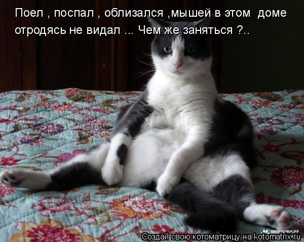 Поел , поспал , облизался ,мышей в этом доме отродясь не видал ... Чем же заняться ?..... Котоматрица: Поел , поспал , облизался ,мышей в этом доме отродясь не видал ... Чем же заняться ?..