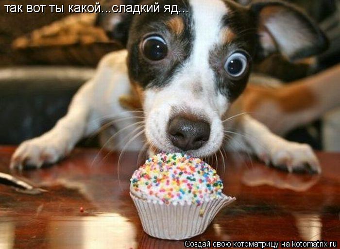 так вот ты какой...сладкий яд...... Котоматрица: так вот ты какой...сладкий яд...