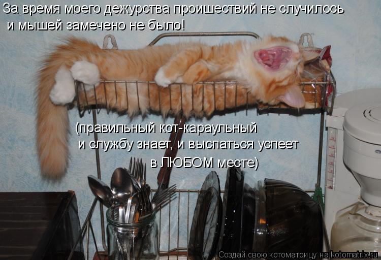 За время моего дежурства проишествий не случилось и мышей замечено не было! (правильный кот-караульны... Котоматрица: За время моего дежурства проишествий не случилось и мышей замечено не было! (правильный кот-караульный и службу знает, и выспаться успеет в