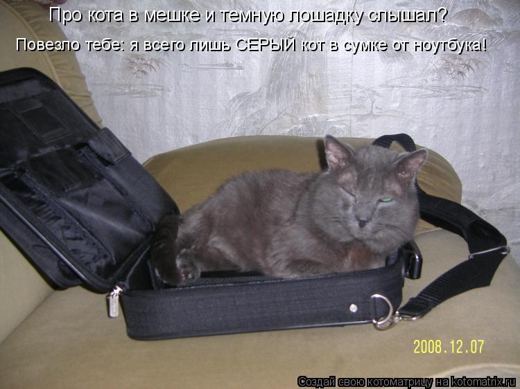 Про кота в мешке и темную лошадку слышал? Повезло тебе: я всего лишь СЕРЫЙ кот в сумке от ноутбука!... Котоматрица: Про кота в мешке и темную лошадку слышал? Повезло тебе: я всего лишь СЕРЫЙ кот в сумке от ноутбука!