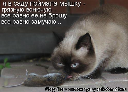 я в саду поймала мышку - грязную,вонючую все равно ее не брошу все равно замучаю...... Котоматрица: я в саду поймала мышку - грязную,вонючую все равно ее не брошу все равно замучаю...