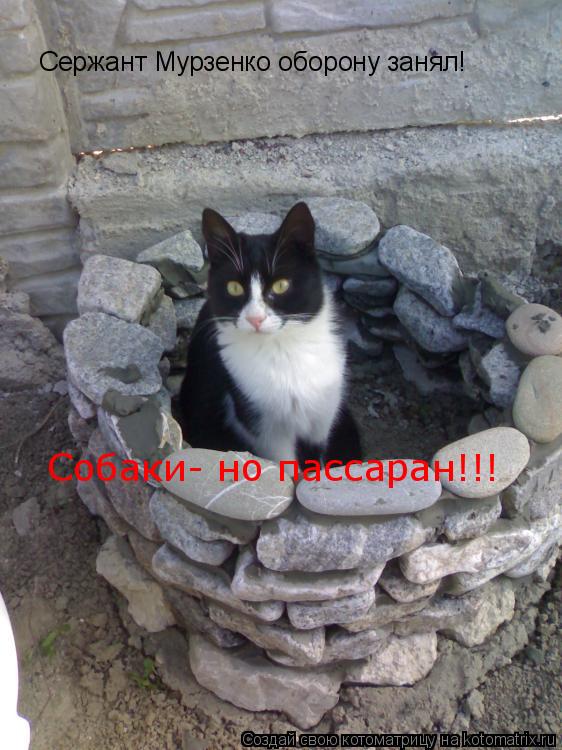 Сержант Мурзенко оборону занял! Собаки- но пассаран!!!... Котоматрица: Сержант Мурзенко оборону занял! Собаки- но пассаран!!!