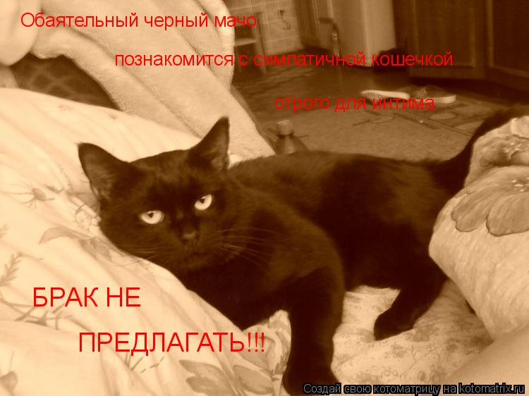 Обаятельный черный мачо познакомится с симпатичной кошечкой строго для интима БРАК НЕ ПРЕДЛАГАТЬ!!!... Котоматрица: Обаятельный черный мачо познакомится с симпатичной кошечкой строго для интима БРАК НЕ ПРЕДЛАГАТЬ!!!