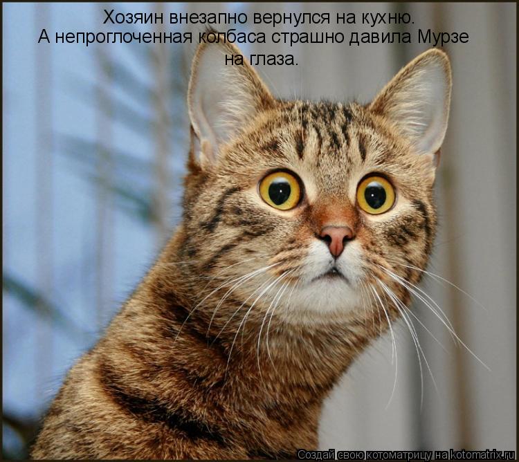 Хозяин внезапно вернулся на кухню. А непроглоченная колбаса страшно давила Мурзе на глаза.... Котоматрица: Хозяин внезапно вернулся на кухню. А непроглоченная колбаса страшно давила Мурзе на глаза.
