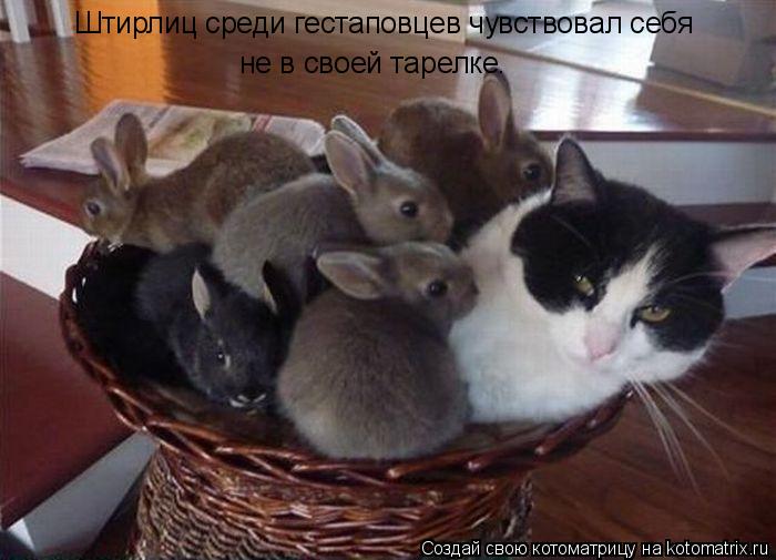 Штирлиц среди гестаповцев чувствовал себя не в своей тарелке.... Котоматрица: Штирлиц среди гестаповцев чувствовал себя не в своей тарелке.