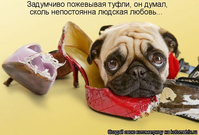 Задумчиво пожевывая туфли, он думал, сколь непостоянна людская любовь...... Котоматрица: Задумчиво пожевывая туфли, он думал, сколь непостоянна людская любовь...