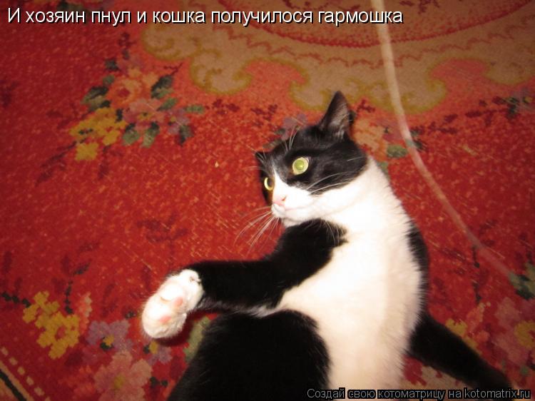 И хозяин пнул и кошка получилося гармошка... Котоматрица: И хозяин пнул и кошка получилося гармошка