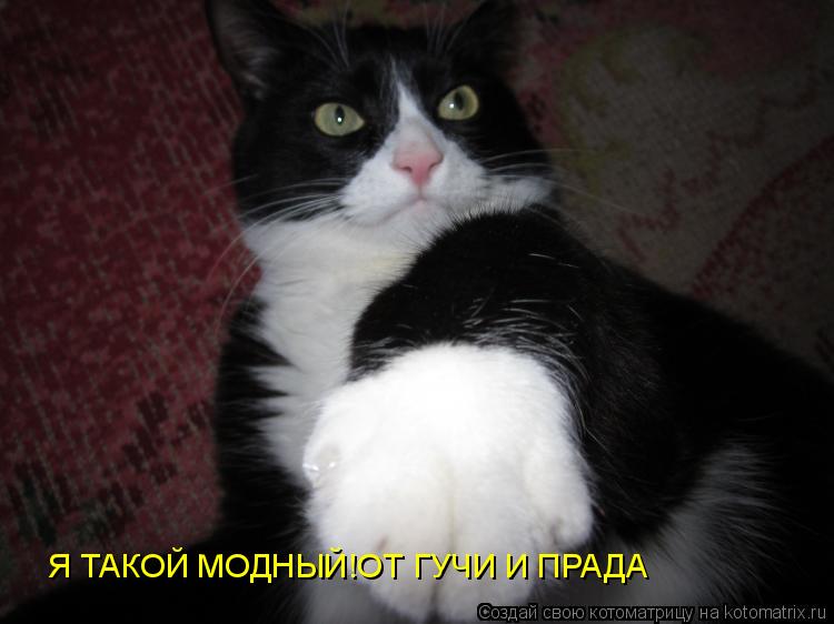 Я ТАКОЙ МОДНЫЙ!ОТ ГУЧИ И ПРАДА... Котоматрица: Я ТАКОЙ МОДНЫЙ!ОТ ГУЧИ И ПРАДА