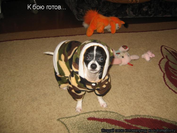 К бою готов...... Котоматрица: К бою готов...