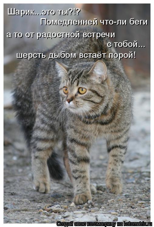Шарик...это ты?!? Помедленней что-ли беги а то от радостной встречи с тобой... шерсть дыбом встаёт ... Котоматрица: Шарик...это ты?!? Помедленней что-ли беги а то от радостной встречи с тобой... шерсть дыбом встаёт порой!