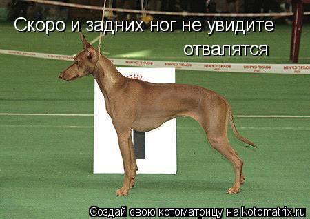Скоро и задних ног не увидите отвалятся... Котоматрица: Скоро и задних ног не увидите отвалятся