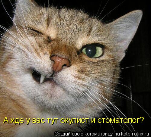 А хде у вас тут окулист и стоматолог?... Котоматрица: А хде у вас тут окулист и стоматолог?