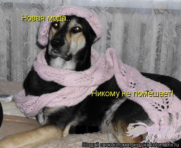 Новая мода... Никому не помешает!... Котоматрица: Новая мода... Никому не помешает!