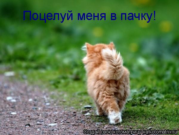 Поцелуй меня в пачку!... Котоматрица: Поцелуй меня в пачку!