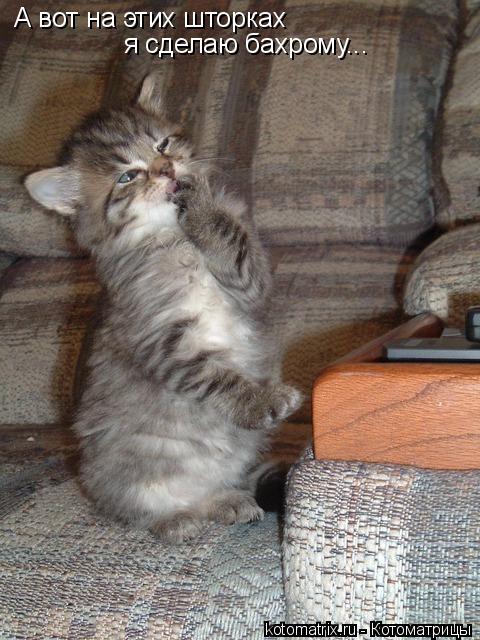 А вот на этих шторках я сделаю бахрому...... Котоматрица: А вот на этих шторках я сделаю бахрому...