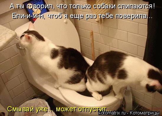 А ты говорил, что только собаки слипаются! Бли-и-и-н, чтоб я еще раз тебе поверила... Смывай уже... м... Котоматрица: А ты говорил, что только собаки слипаются! Бли-и-и-н, чтоб я еще раз тебе поверила... Смывай уже... может отпустит...