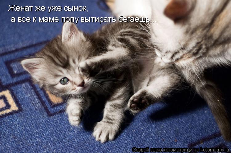 Женат же уже сынок, а все к маме попу вытирать бегаешь...... Котоматрица: Женат же уже сынок, а все к маме попу вытирать бегаешь...