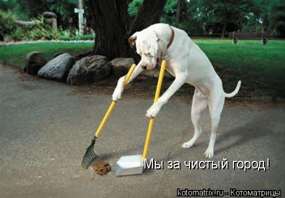 Мы за чистый город!... Котоматрица: Мы за чистый город!