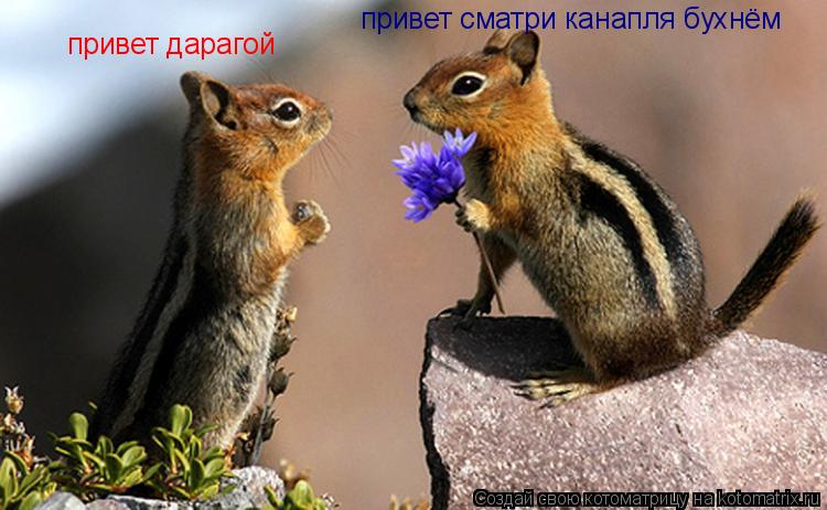 привет дарагой привет сматри канапля бухнём... Котоматрица: привет дарагой привет сматри канапля бухнём