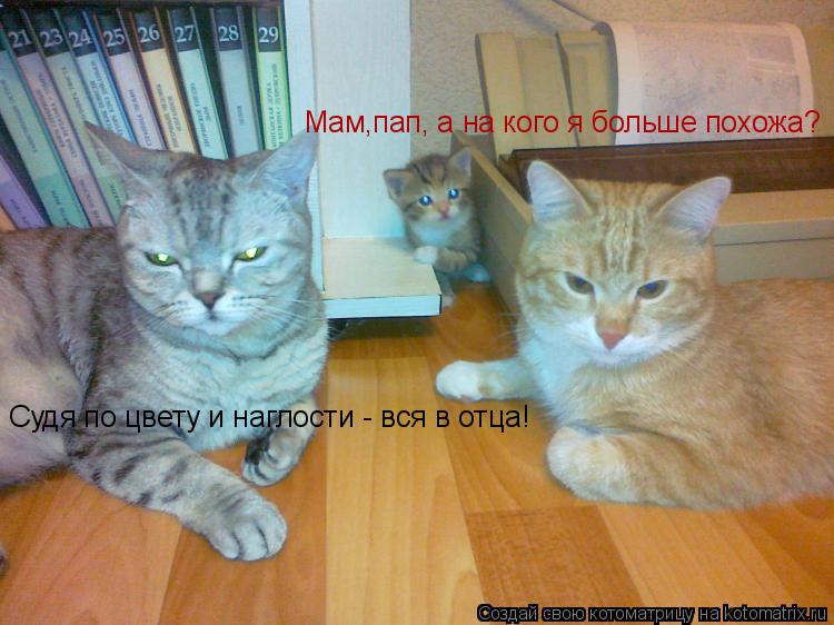 Мам,пап, а на кого я больше похожа? Судя по цвету и наглости - вся в отца!... Котоматрица: Мам,пап, а на кого я больше похожа? Судя по цвету и наглости - вся в отца!
