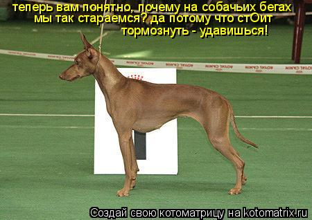 теперь вам понятно, почему на собачьих бегах мы так стараемся? да потому что стОит тормознуть - удави... Котоматрица: теперь вам понятно, почему на собачьих бегах мы так стараемся? да потому что стОит тормознуть - удавишься!