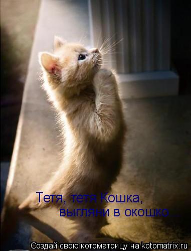 Котоматрица: Тетя, тетя Кошка,  выгляни в окошко...