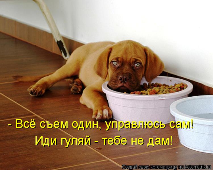 - Всё съем один, управлюсь сам! Иди гуляй - тебе не дам!... Котоматрица: - Всё съем один, управлюсь сам! Иди гуляй - тебе не дам!