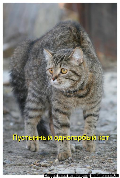 Пустынный одногорбый кот... Котоматрица: Пустынный одногорбый кот