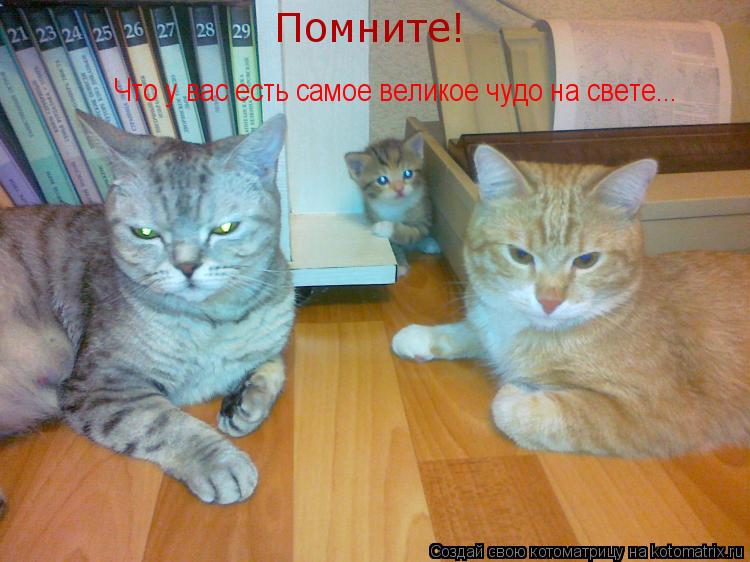 Помните! Что у вас есть самое великое чудо на свете...... Котоматрица: Помните! Что у вас есть самое великое чудо на свете...