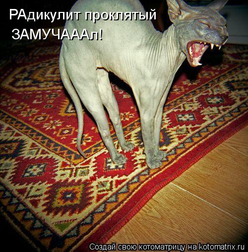 РАдикулит проклятый ЗАМУЧАААл!... Котоматрица: РАдикулит проклятый ЗАМУЧАААл!