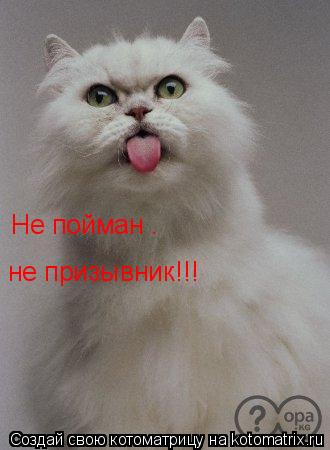 Не пойман — не призывник!!!... Котоматрица: Не пойман — не призывник!!!