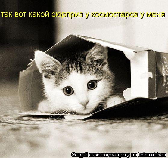 так вот какой сюрприз у космостарса у меня... Котоматрица: так вот какой сюрприз у космостарса у меня