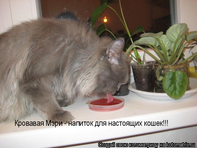 Кровавая Мэри - напиток для настоящих кошек!!!... Котоматрица: Кровавая Мэри - напиток для настоящих кошек!!!
