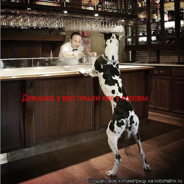 Девушка у вас ляшки как у коровы... Котоматрица: Девушка у вас ляшки как у коровы