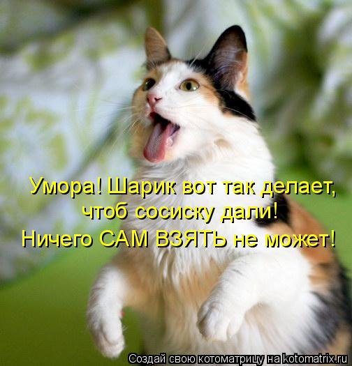 Котоматрица: Умора! Шарик вот так делает, чтоб сосиску дали! Ничего САМ ВЗЯТЬ не может!