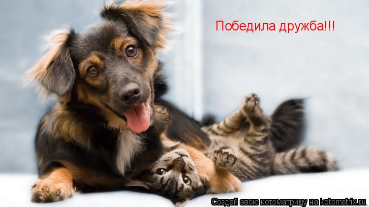 Победила дружба!!!... Котоматрица: Победила дружба!!!