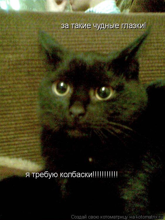 за такие чудные глазки! я требую колбаски!!!!!!!!!!!... Котоматрица: за такие чудные глазки! я требую колбаски!!!!!!!!!!!