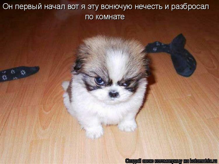 Он первый начал вот я эту вонючую нечесть и разбросал по комнате... Котоматрица: Он первый начал вот я эту вонючую нечесть и разбросал по комнате