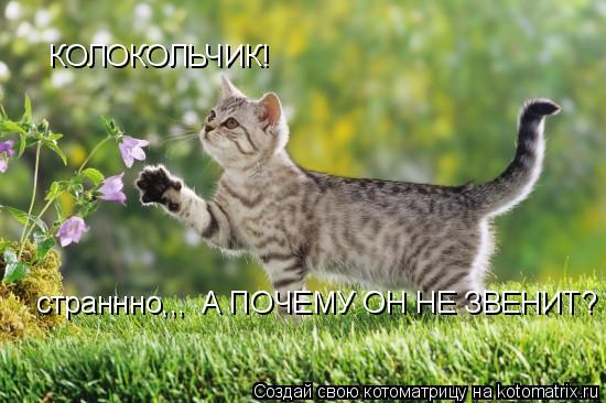 КОЛОКОЛЬЧИК! страннно,,, А ПОЧЕМУ ОН НЕ ЗВЕНИТ?... Котоматрица: КОЛОКОЛЬЧИК! страннно,,, А ПОЧЕМУ ОН НЕ ЗВЕНИТ?