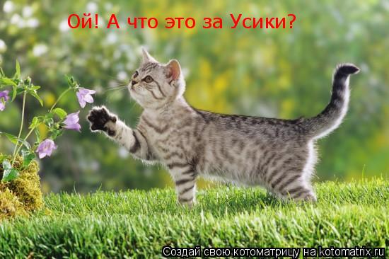 Ой! А что это за Усики?... Котоматрица: Ой! А что это за Усики?