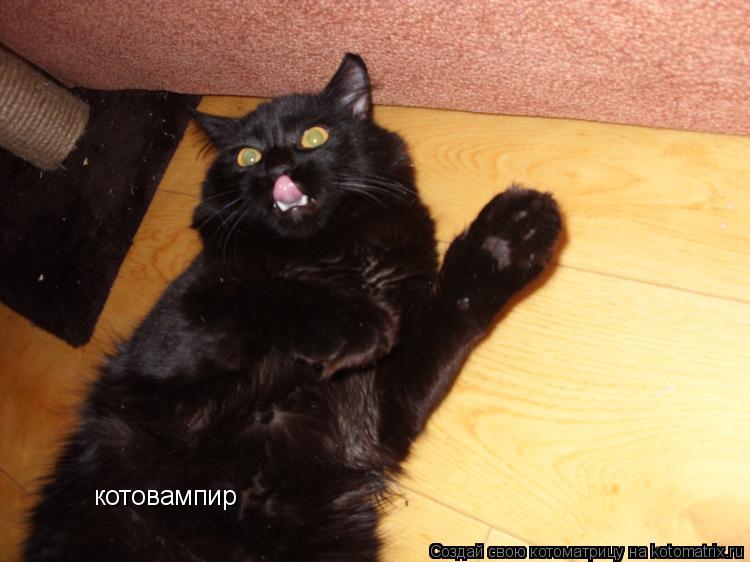 котовампир... Котоматрица: котовампир
