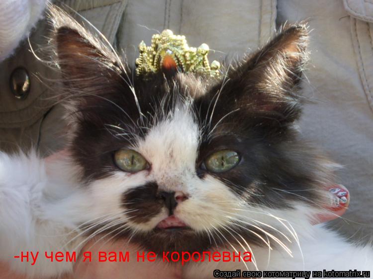 -ну чем я вам не королевна... Котоматрица: -ну чем я вам не королевна