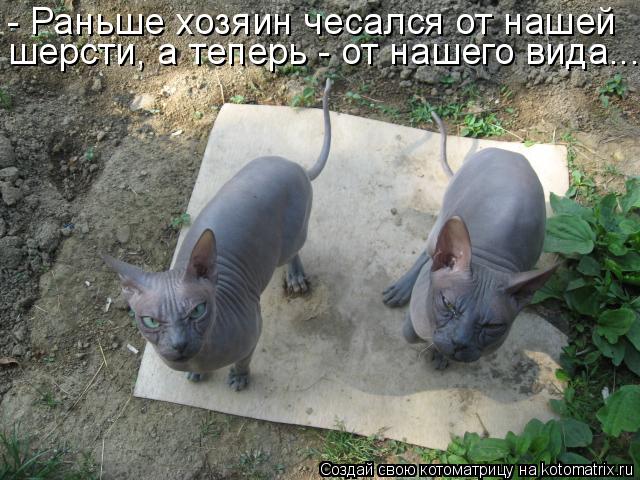 Котоматрица: - Раньше хозяин чесался от нашей шерсти, а теперь - от нашего вида...